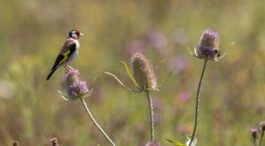 Il suffit de quelques graines pour ouvrir un cabaret aux oiseaux