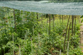 Pour aider les plantations à survivre au soleil caniculaire, mieux vaut leur prévoir un ombrage conséquent…