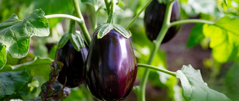 Récolter les aubergines, ni trop tôt, ni trop tard… c'est tout un art ! - Minizap Pays Voironnais