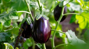 Récolter les aubergines, ni trop tôt, ni trop tard… c'est tout un art !