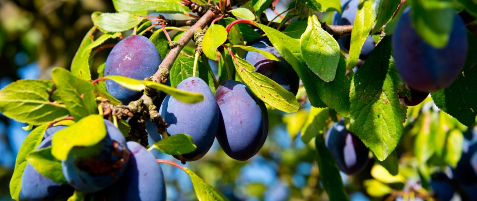 En fin d'été, il est temps de récolter et de conserver les prunes - Minizap Pays Voironnais
