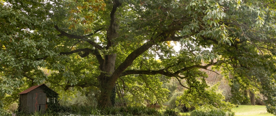 Puis-je élaguer librement un arbre centenaire sur ma propriété ? - Minizap Nord-Isère