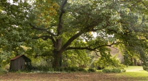 Puis-je élaguer librement un arbre centenaire sur ma propriété ?