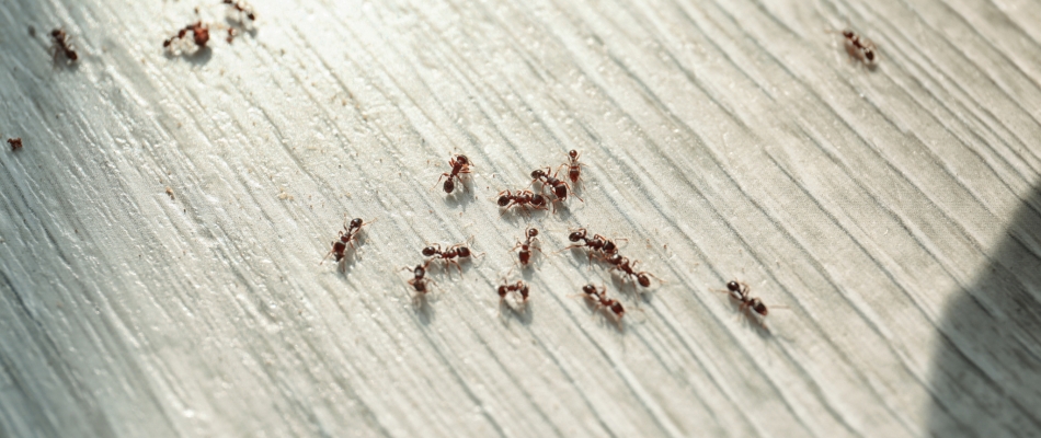 4 solutions naturelles pour éloigner les fourmis - Minizap Chambery