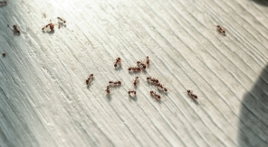 4 solutions naturelles pour éloigner les fourmis