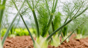 Maximiser la production de fenouil avec la double récolte