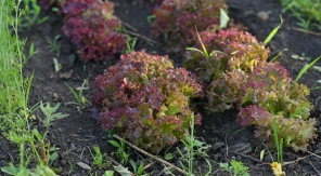 Les laitues à couper : des feuilles à profusion durant tout l'automne