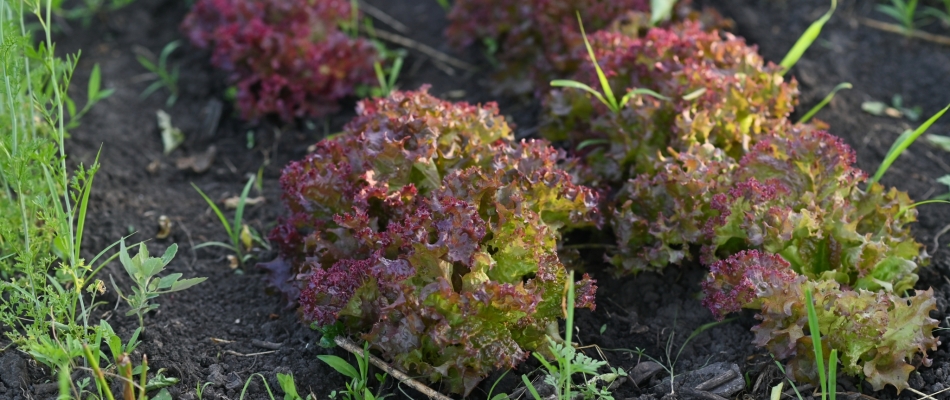 Les laitues à couper : des feuilles à profusion durant tout l'automne - Minizap Vallée de l'Arve