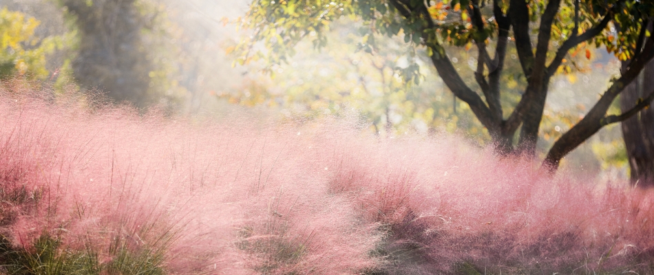 En septembre, le Mulhenbergia capillaris a enfin les cheveux au vent - Minizap Chambery