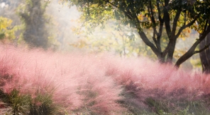 En septembre, le Mulhenbergia capillaris a enfin les cheveux au vent