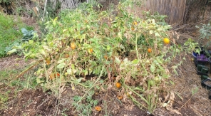 Installer des cages à tomates sans arrimage