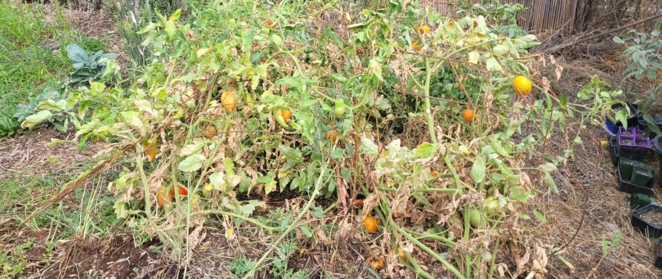 Installer des cages à tomates sans arrimage - Minizap Chambery