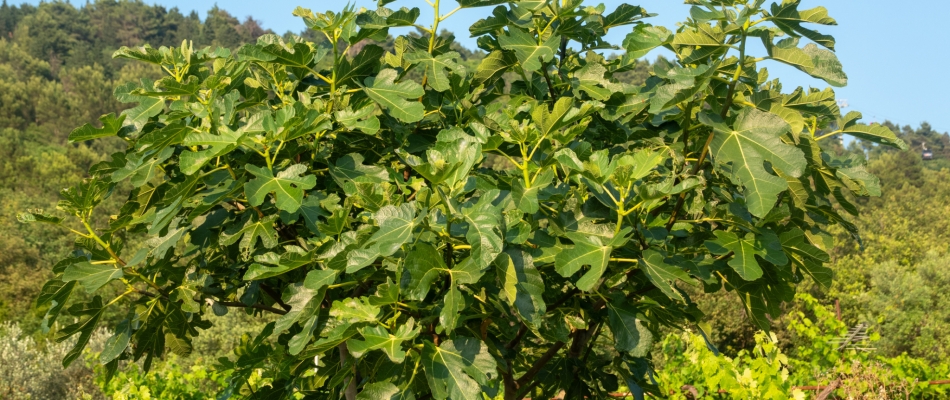 Pourquoi mon figuier produit-il des figues immangeables ? - Minizap Grenoble