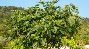 Pourquoi mon figuier produit-il des figues immangeables ?