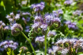 Très adaptée au semis d'automne, la phacélie est aussi l'une des plantes préférées des pollinisateurs lors de sa floraison.