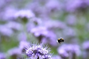 Très adaptée au semis d'automne, la phacélie est aussi l'une des plantes préférées des pollinisateurs lors de sa floraison.