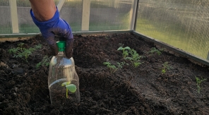 Recycler les bouteilles plastiques en mini-serres