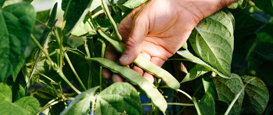 Récolter les graines de haricots verts - Minizap Grenoble