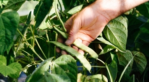 Récolter les graines de haricots verts