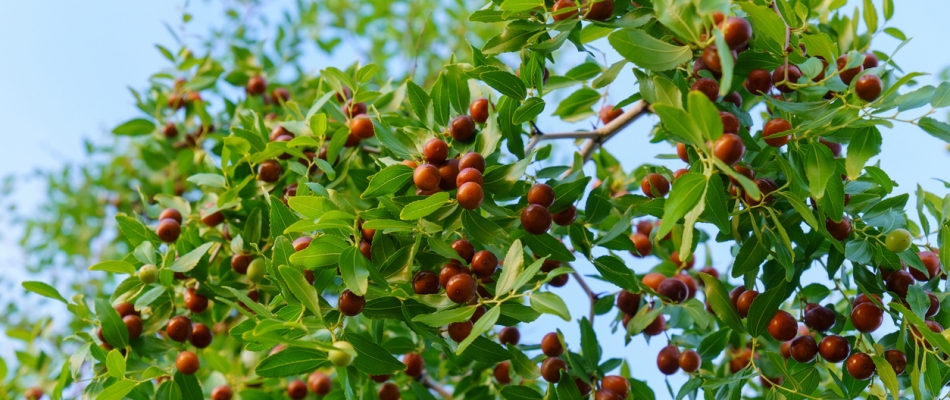 Le jujube, un drôle de fruit dans un drôle d'arbre - Minizap Grenoble