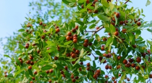 Le jujube, un drôle de fruit dans un drôle d'arbre
