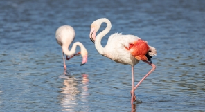 Les oiseaux à l'honneur à Pont de Gau