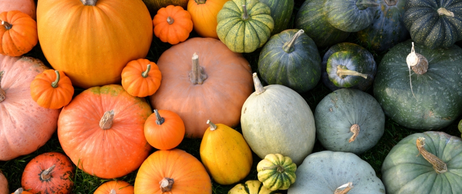 Cinq erreurs à éviter pour bien conserver les courges - Minizap Vallée de l'Arve