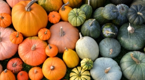 Cinq erreurs à éviter pour bien conserver les courges