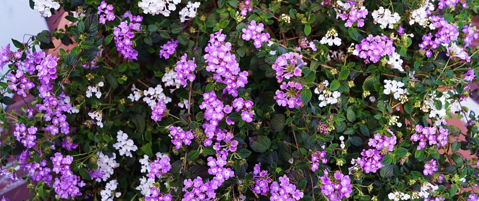 Existe-t-il des espèces de lantana rustiques ? - Minizap Annecy
