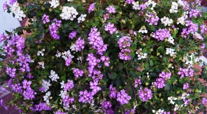Existe-t-il des espèces de lantana rustiques ?