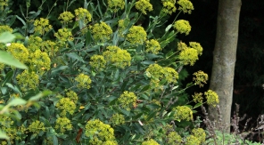 Un brise-vue léger, mais fleuri