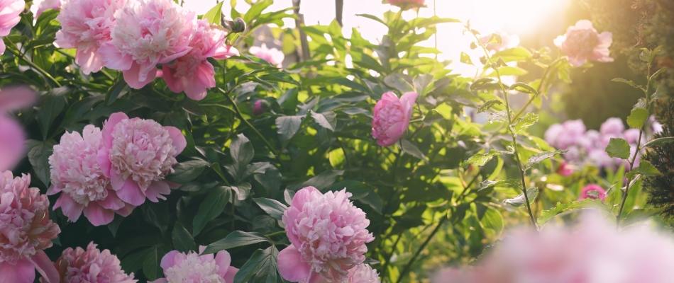 Les bons gestes pour planter une pivoine herbacée à racines nues - Minizap Annecy