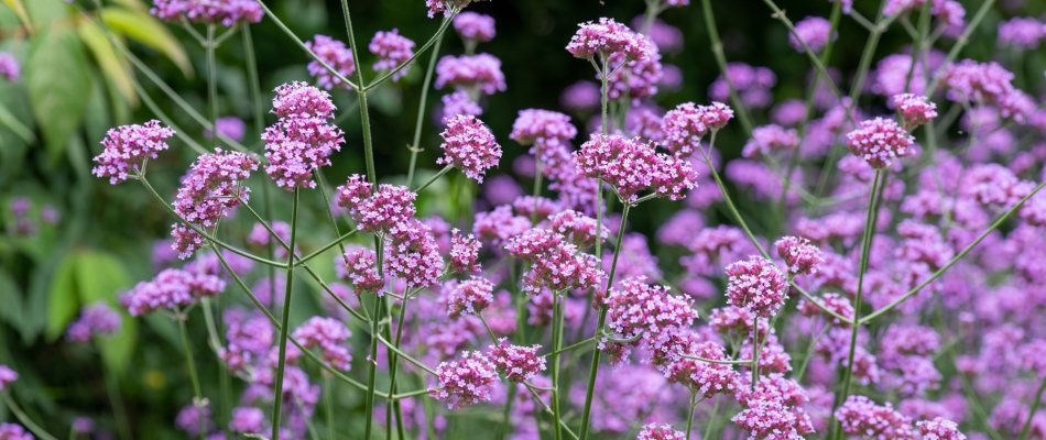 Laisser la verveine de Buenos Aires se ressemer toute seule - Minizap Nord-Isère
