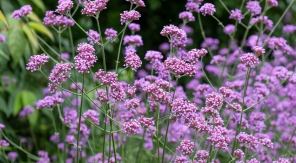 Laisser la verveine de Buenos Aires se ressemer toute seule