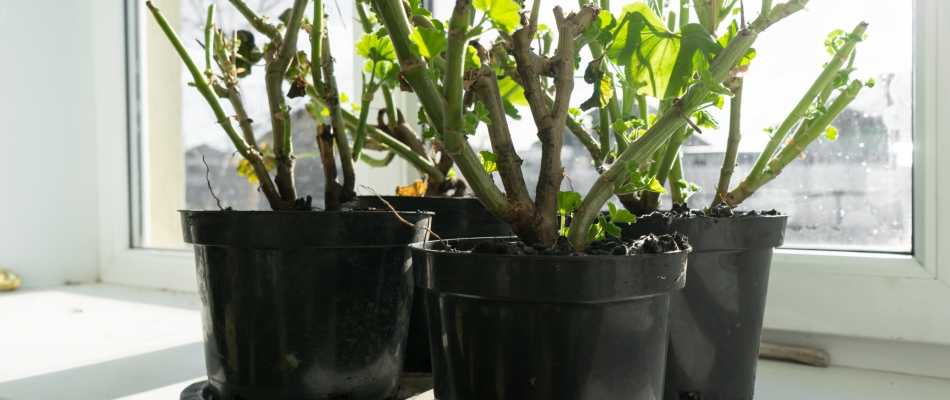 Hiverner les pélargoniums - Minizap Nord-Isère