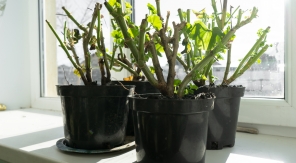 Hiverner les pélargoniums