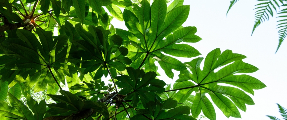 Au cœur de l'arbre à papier de riz, une substantifique moelle - Minizap Annecy