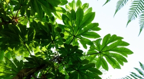 Au cœur de l'arbre à papier de riz, une substantifique moelle