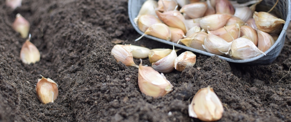 En novembre, plantez des caïeux d'ail blanc - Minizap Annecy