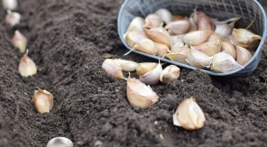 En novembre, plantez des caïeux d'ail blanc