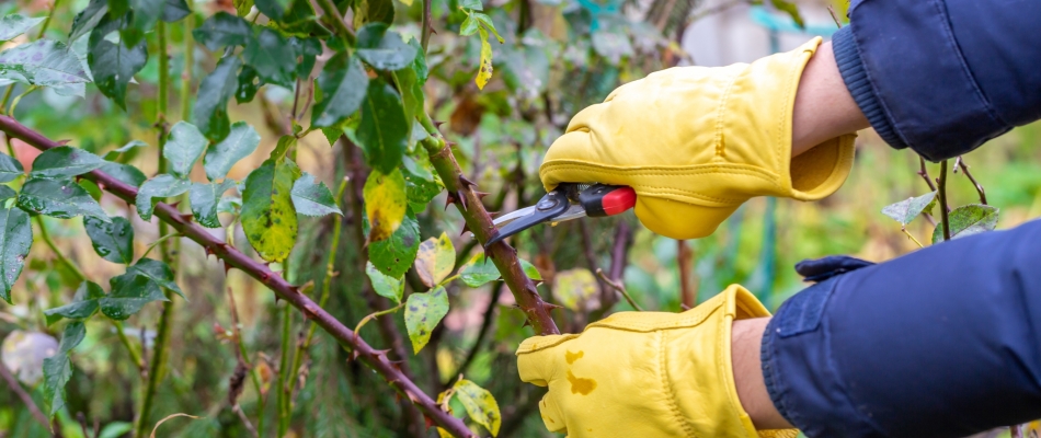 Tailler vos rosiers trop tôt en automne - Minizap Annecy