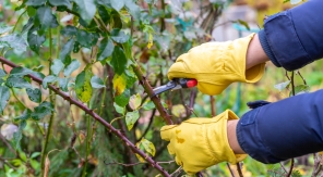 Tailler vos rosiers trop tôt en automne