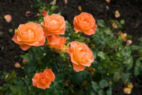 Une taille trop précoce du rosier induit une floraison moindre ou tardive. Un peu de patience !