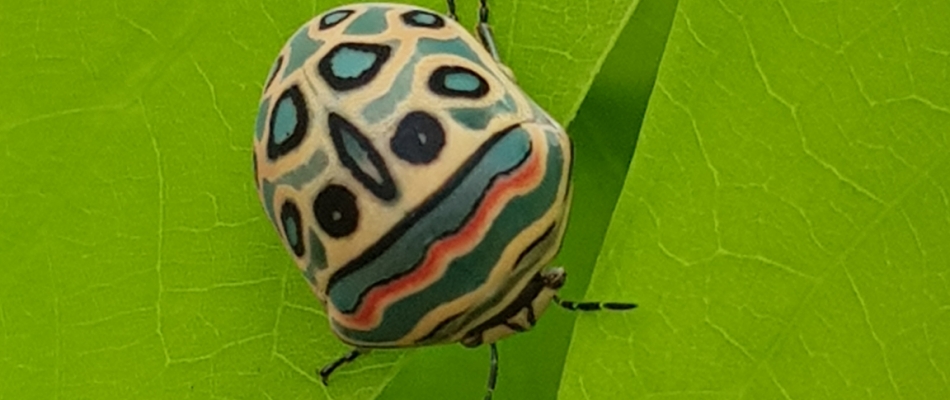 Beau comme un tableau - Minizap Nord-Isère