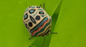 Beau comme un tableau