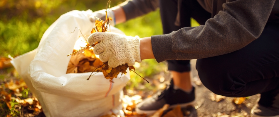 Qui doit ramasser les feuilles mortes de l'arbre du voisin ? - Minizap Grenoble