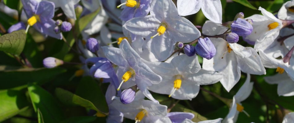 Une liane fleurie pour longtemps - Minizap Nord-Isère