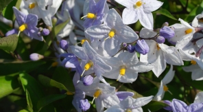 Une liane fleurie pour longtemps