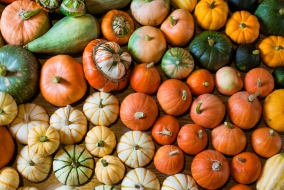 Il existe environ 800 espèces de courges, dont plus de 500 sont comestibles.