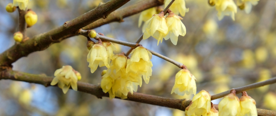 Des fleurs parfumées en plein hiver avec le chimonanthe précoce - Minizap Vallée de l'Arve